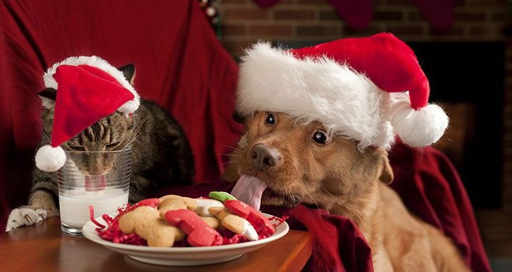 dog and cat eating and drinking christmas treats while wearing christmas hats