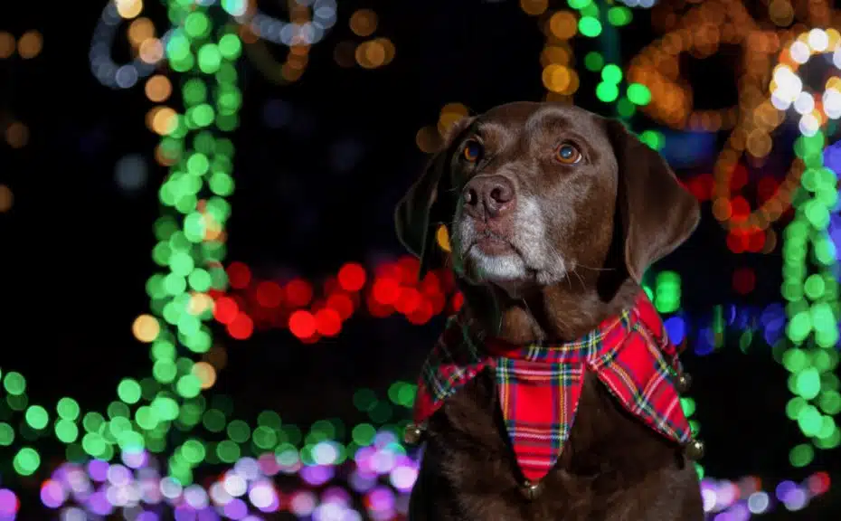 dog with christmas collar and christmas lights behind