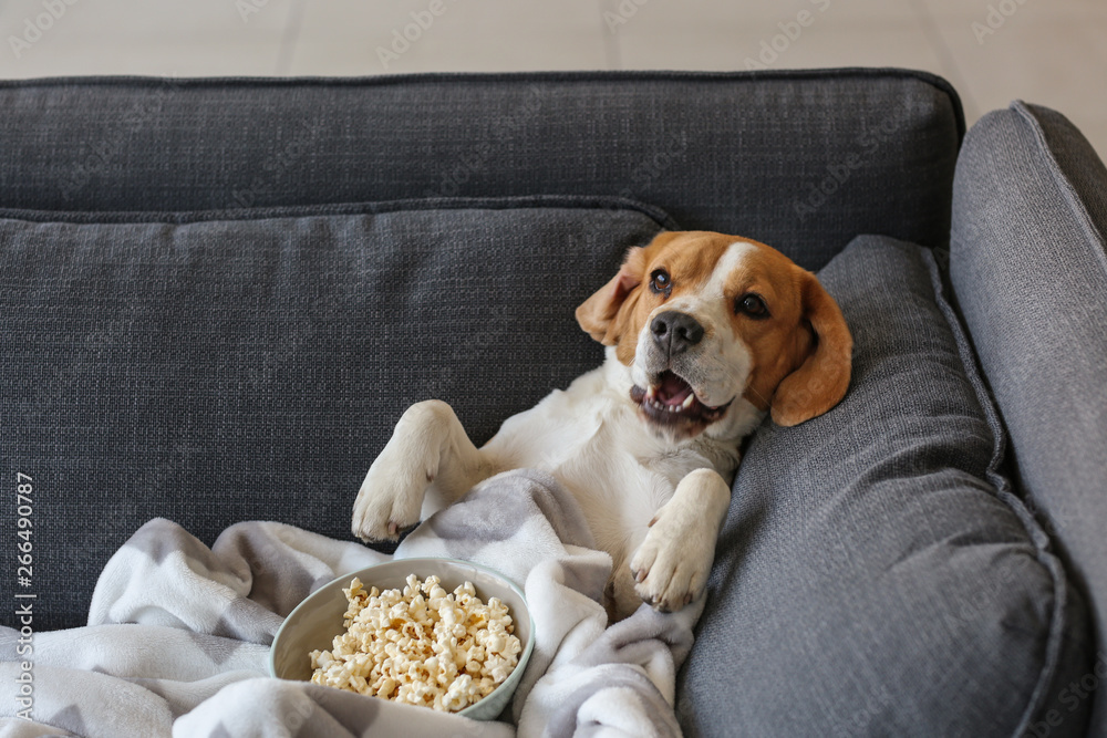 Dog in couch comfortable with popcorn