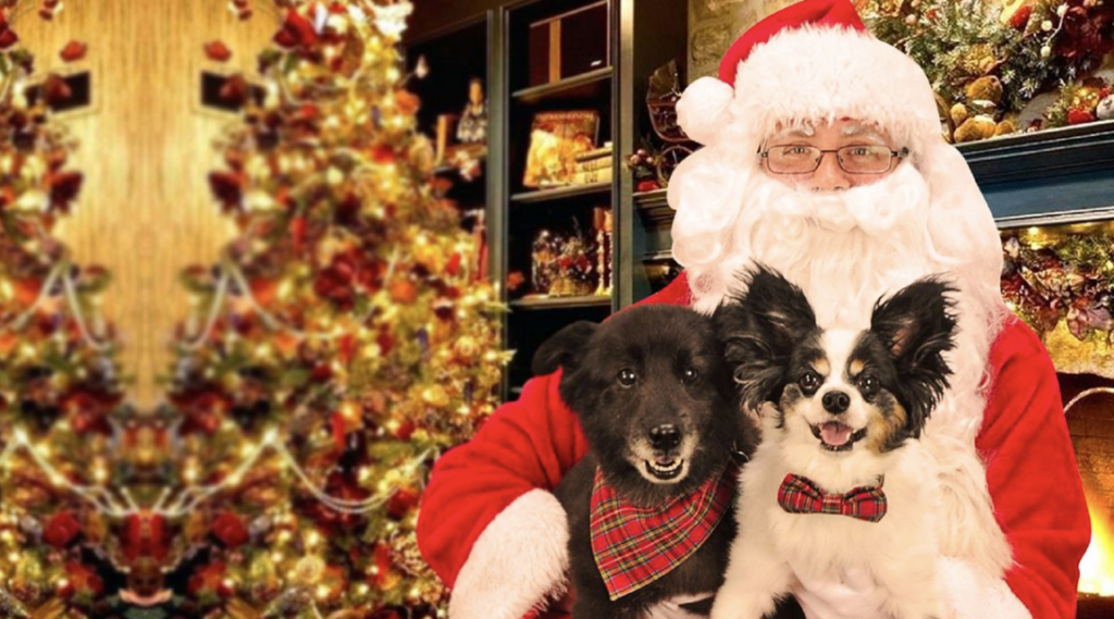 dogs dressed up with santa with decorations behind